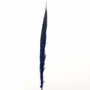 10" to 20" Lady Amherst Pheasant Side Tail Feather - Royal Blue ((SECONDS))