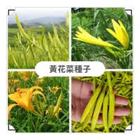 在飛比找蝦皮購物優惠-🔥【1站式.農資】🔥【黃花菜種子】 四季播種 超低價 金針菜