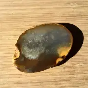 Agate Geode Rock Slice Polished Brown Display Stone Gray Speckled Banding 4.25"