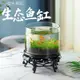 台灣出貨 辦公室景觀魚缸 烏龜缸 小型客廳桌面創意水草造景 生態玻璃缸盆栽