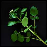 Cress - Aqua Large Leaved seeds