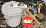 Walk The Plank Mouse Trap Roller Catch Mice Auto Reset Humane Bucket Rat Trap