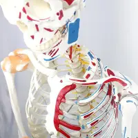 在飛比找Yahoo!奇摩拍賣優惠-【熱賣精選】170cm帶肌肉點數字標識人體骨骼模型醫學教人體