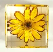 40mm Real Golden Daisy in Lucite Cube April Birth Month Flower Mother's Day Gift