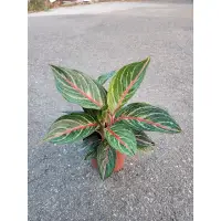 在飛比找蝦皮購物優惠-〔植覺〕3吋5吋紅雨粗勒草／粗勒草