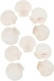 Abaodam 10 Natural White Scallop Shells DIY Craft Kit Round Shell Decor Wall Art Beach Decor Supplies