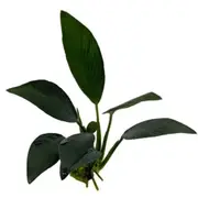 ANUBIAS AFZELLI For Fish Shrimp Snail Tank Aquarium