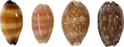 Cowries MIxed Polished Craft Bulk Shells Seashells 2-3" (1 Kilo)