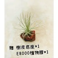 在飛比找蝦皮購物優惠-白毛毛 Tillandsia fuchsii v graci