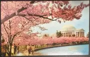 Washington, DC - Thomas Jefferson Memorial Cherry Blossom Time Postcard