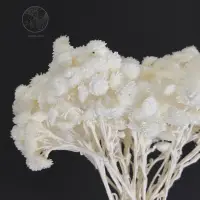 在飛比找蝦皮購物優惠-雲朵白蠟菊 義大利進口蠟菊 乾燥花材 網拍擺飾 花藝設計 乾