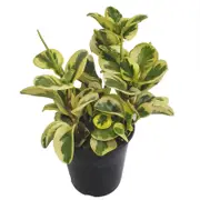 180mm Pepper Face Plant - Peperomia obtusifolia Albo Variegata