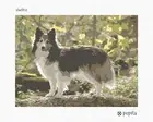 Sheltie Needlepoint Kit or Canvas