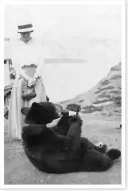 Alaska Bear Cub Drinking From Bottle Early 1900's Vintage Silver Halide Photo