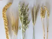 Set - Organic Oat Spray, millet, wheat, rye, barley Bird Food Hamster Food grain