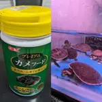 多魚水族＆ 圓澳龜 紅腹側頸龜 背甲6公分 專用飼料（ 1G799元）