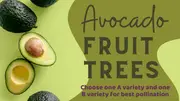 Avocado Tree - Persea americana - Hass, Sheppard, Fuete, Reed