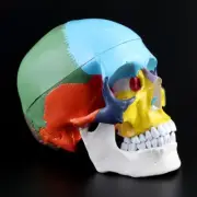 1:1 Scale Colorful Human Adult for Head Model with Brain Stem Anatomy Medical Te