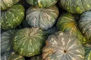 PUMPKIN 'JAP' or 'Kent' seeds - 10 seeds *Treated*