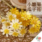 小雛菊瓜子花 極度花燥 手工花 雛菊 瑪格麗特 瓜子花 手工花 永生花 乾燥花 不凋花 手做 花材 花束