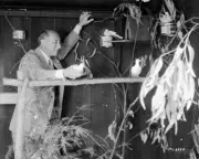 Filmmaker Cecil B DeMille tending to birds in an aviary 1930 Old Photo