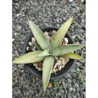 在飛比找蝦皮購物優惠-八荒殿淺中斑/龍舌蘭 Agave/多肉植物