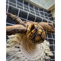在飛比找蝦皮購物優惠-🔺客製化龜殼🔺寵物紀念品 烏龜 龜殼 爬蟲 骨骼 標本 兩棲