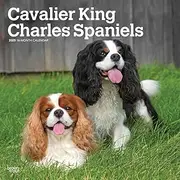 Cavalier King Charles Spaniels | 2025 12 x 24 Inch Monthly Square Wall Calendar | Plastic-Free | BrownTrout | Animals Dog Breeds Puppies