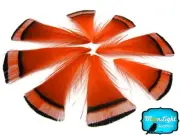Pheasant Feathers, Orange Golden Pheasant Tippet Feathers - 1 Dozen