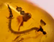 A101 BU1461 Rare Millipede in Burmese Amber Myanmar 99mya