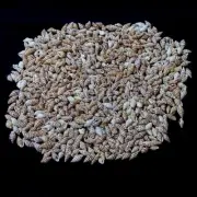 Nassa Brown Shells For Crafts Art Decor Natural Sea Shell approx.3600 pcs