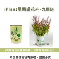 在飛比找松果購物優惠-iPlant易開罐花卉-九層塔 (8.5折)