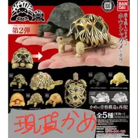 在飛比找蝦皮購物優惠-特價 烏龜 轉蛋 扭蛋 環保 動物 bandai 星龜 陸龜