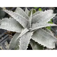 在飛比找蝦皮購物優惠-幽浮野草鋪🌿 銀龍 Dyckia marnier-lapos