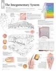 Integumentary System Wall Chart, Paperback by Scientific Publishing (COR), Br...