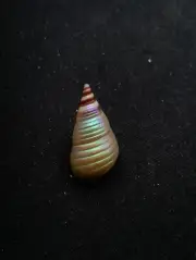 Rare, Phasianotrochus eximius rainbow kelp Maireener aboriginal sea shell #12797