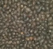 Lotus Seeds/Beads Kamal Gatta 120g Whole Beads -100% Original - for Lakshmi Puja