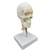 Human Head Skull with Cervical Vertebra Anatomical Model for Teachers Students