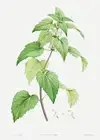White Dead-Nettle - 1800's - Pierre Joseph Redoute Botanical Illustration Poster