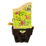 100mm Lettuce Mix - Lactuca sativa