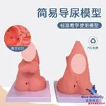 特價ஐ男性內外生殖器解剖及男性導尿模型 男性泌尿系統生殖系統模型