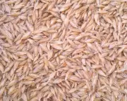 Einkorn WHEAT SEEDS - Ancient Triticum MonoCoccucum 14 Chromosones - FROM GROWER