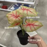 代購 IKEA 人造盆栽 芋頭 觀賞植物 假的植物
