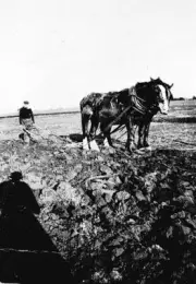 Red Cliffs District Victoria 1925 - A man ploughing on block 332 a- Old Photo