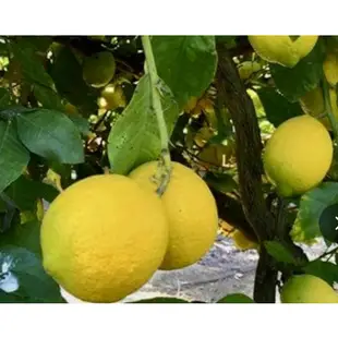 檸檬美國進口黃檸檬50顆約 6公斤新鮮進口 精緻送禮大方 新鮮宅配送到家現貨
