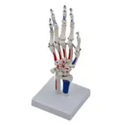 Life Size Skeletal Hand Model Hand Skeleton Model Showing Ulna and Radius