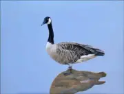Canadian Goose Accent & Decor Tile Debbie Hughbanks Wildlife Art DHA078AT