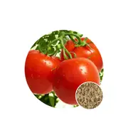 Tomato Clark Aesley - Seed Packet - Organic Seeds - Spring - Summer
