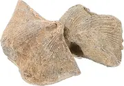 VILLFUL Unique Marine Specimen Decoration Natural Shell Teaching for Paleontology Lovers
