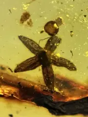 Five-petal flower burmite Cretaceous Amber fossil dinosaurs era